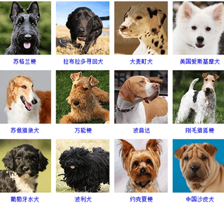 小犬品种大全及图片图片