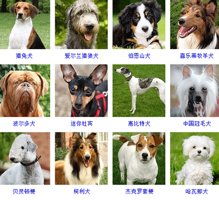 所有狗狗的图片和名称图片