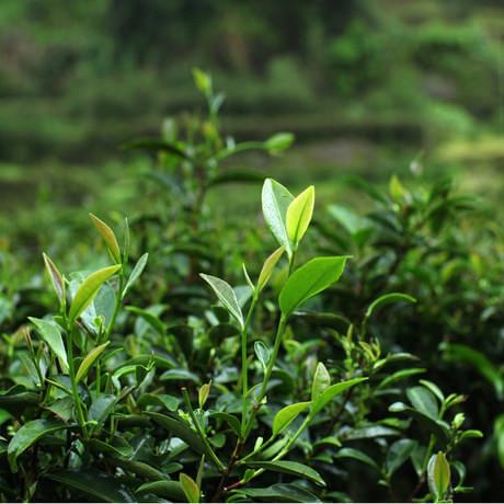 鉀,鋅,鎂等微量元素及土壤的疏鬆度差異顯著,直接導致了茶葉品質差異