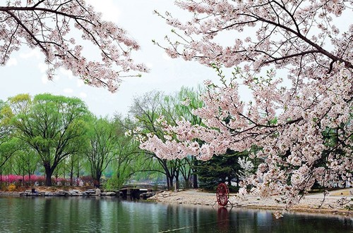 北京玉淵潭公園櫻花節拍攝攻略