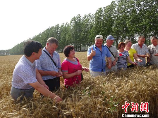 乌克兰农场主在黄泛区农场考察交流 陈征帆 摄