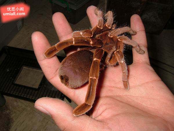 世界第一毒蜘蛛图片