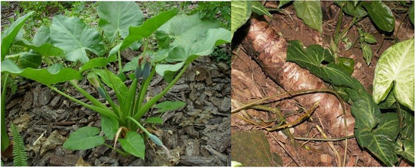 海南省食安辦:謹防亞硝酸鹽,銅鑄蟹,野山芋中毒