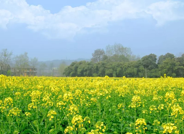 本溪油菜花海綻放瀋陽到本溪關門山油菜花一日遊