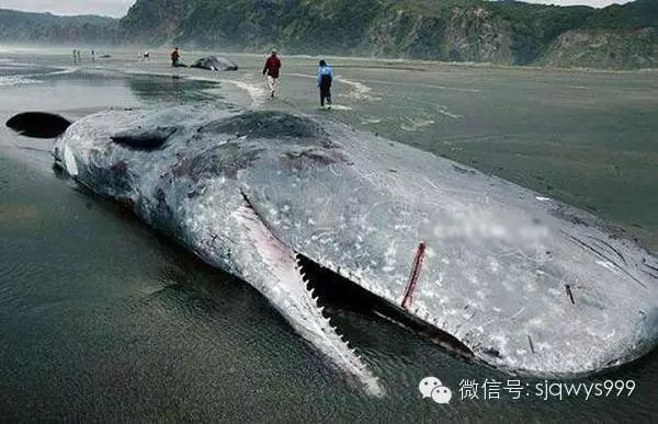 10大最恐怖的海底动物,重1800斤的章鱼可撕裂船只