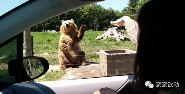 狗熊向人挥手不是新鲜事但这只熊做的事太厉害了