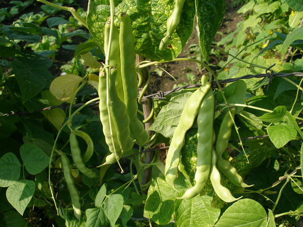 專家:豆角未燒熟吃易中毒(圖)