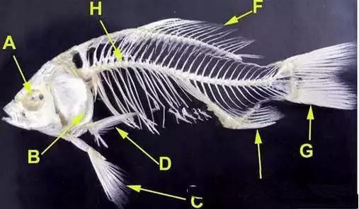 鲤鱼鱼骨透视图图片