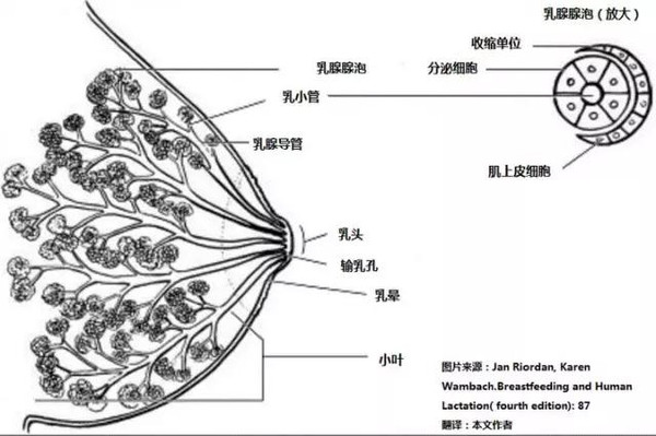 女性乳房的哺乳系统就好比一棵大树,树叶—乳腺腺泡,产生乳汁;树枝