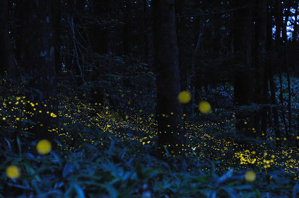 寻觅仲夏夜精灵全球8大萤火虫观赏地