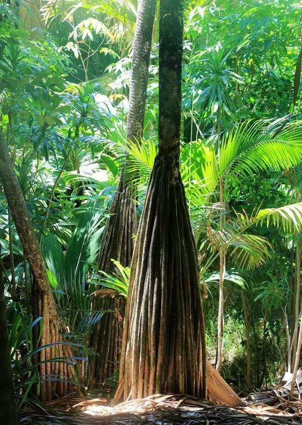 海椰树山丁子图片
