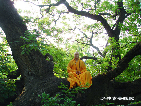 沐浴佛祖的加持,聆听少林禅师的开示,领会修行的本质,通过打坐,诵经