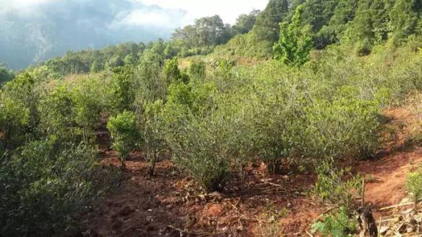 記雲南普洱景谷彩程古茶園基地