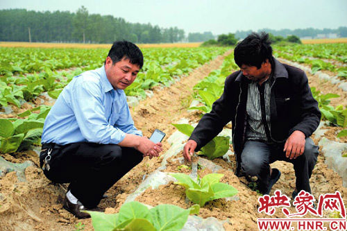 菸葉膜下滴灌,徹底改造了傳統農業的澆灌方式,為古莊店鄉菸葉科學化