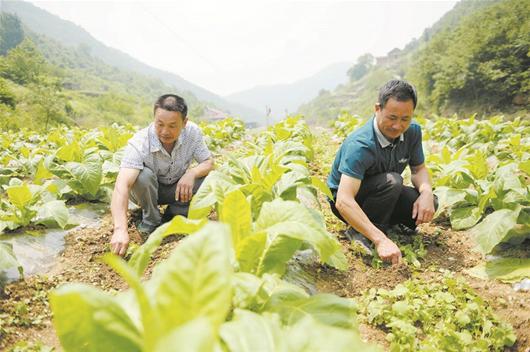 圖文:夏至到 農事忙