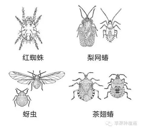 蚜虫身体部位图图片