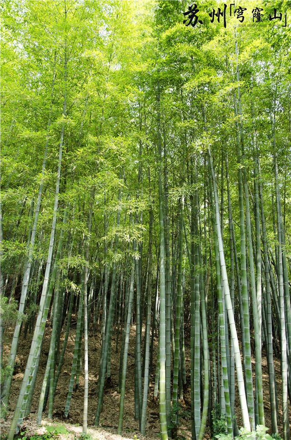 一位有名望的道者施亮生而建的,而他是上真觀的開山祖師,道號鐵竹道人