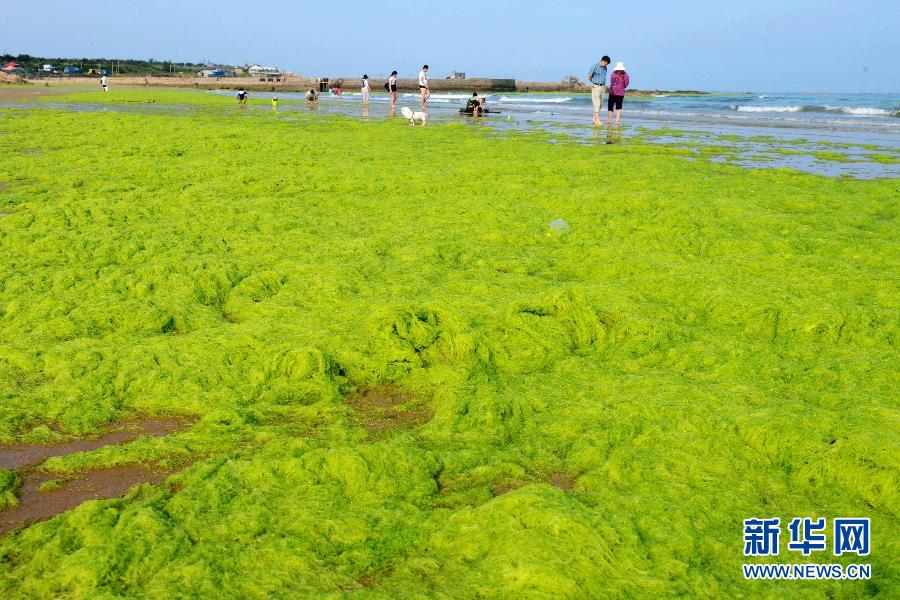 山東青島沿海海域出現大面積滸苔,大量滸苔被海浪推到岸邊和港灣堆積