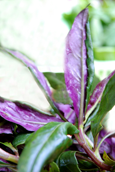紫尾孔雀菜图片