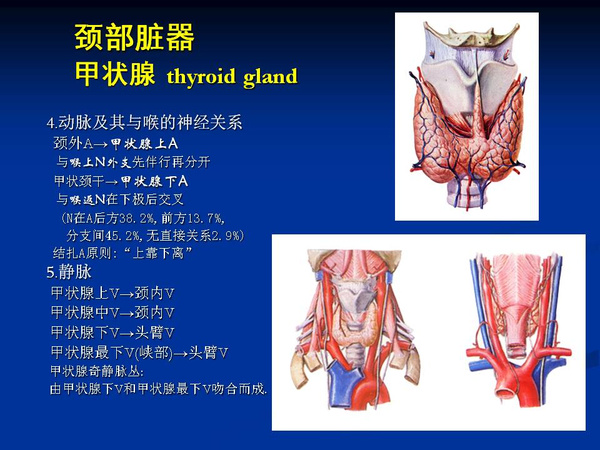 非常精美的颈部解剖图谱(高清)