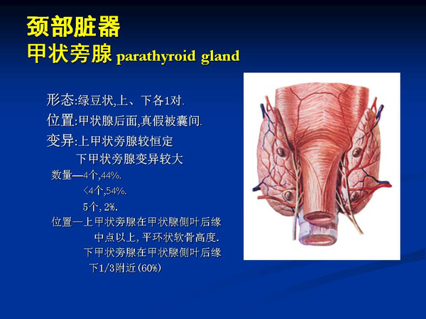 非常精美的颈部解剖图谱(高清)