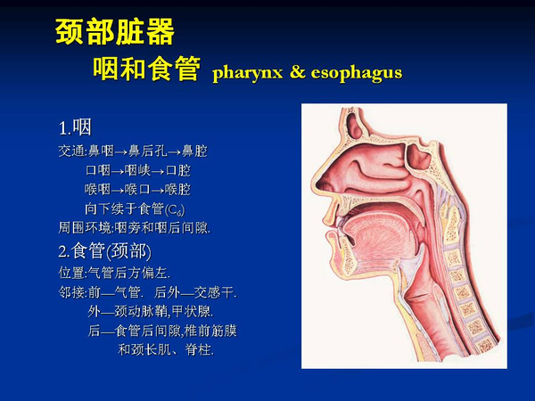 非常精美的颈部解剖图谱(高清)