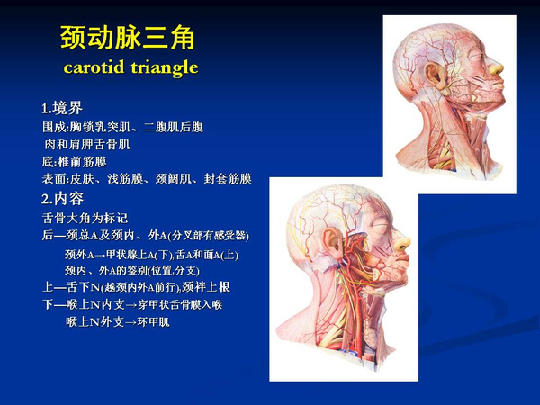 非常精美的颈部解剖图谱(高清)