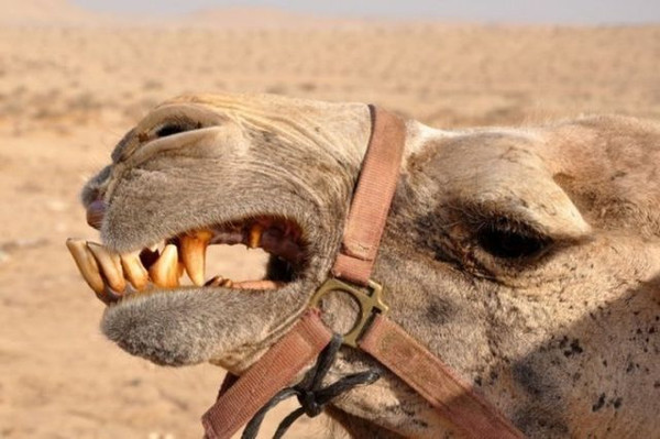 骆驼犬齿图片