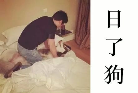 【日了狗=我真是日了狗了】造句:这样的片子也值得脱裤看?