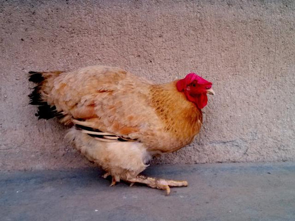 福州鼓山镇远东村的鸡图片
