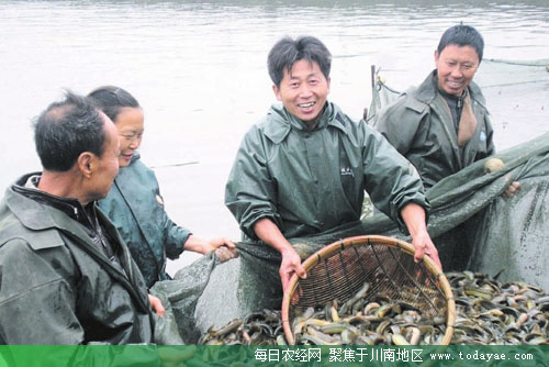 樂山市中區:各類水產養殖面積達6萬餘畝