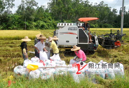 北惯镇利屋村,村民在收割早稻.