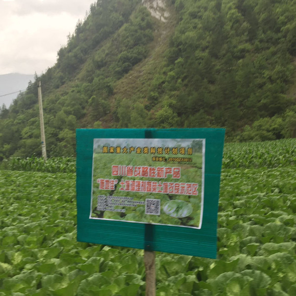 成都華宏生物一行前往四川理縣視察蔬菜試驗示範地