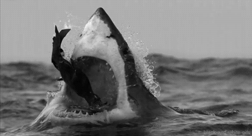 鲨鱼动图表情包图片