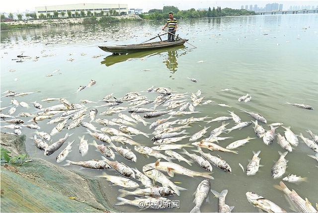 武汉南太子湖10万斤鱼死亡湖水成臭水图