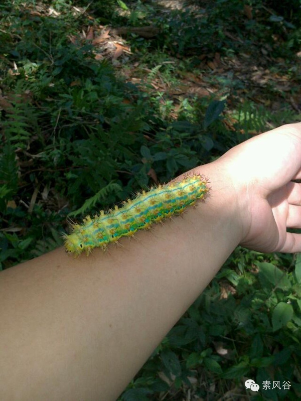 四,黄刺蛾【百度百科】:黄刺蛾,cnidocampa flavescens(walker),属鳞