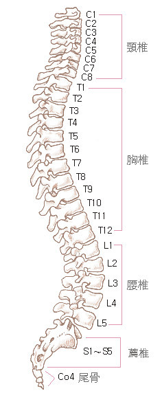 胸12椎体部位图 胸椎图片