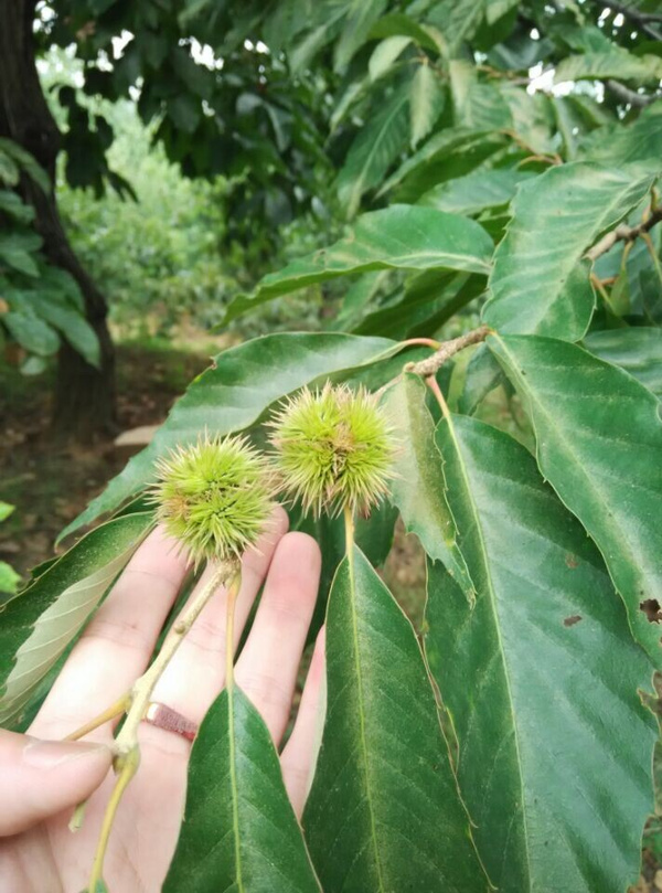 板栗的生长过程图片图片