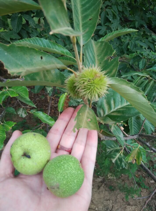 板栗的生长过程图片图片