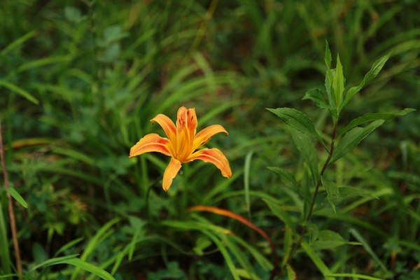 【神秘的黄花菜】野游西溪