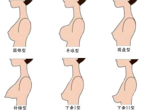 女人乳房长什么样图片