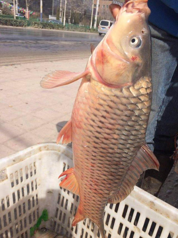 奔着这个念头,我们来到了灶王爷老菜馆,终于看到了鲜活的黄河野生大鱼