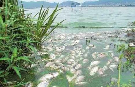 云南滇池污染图片