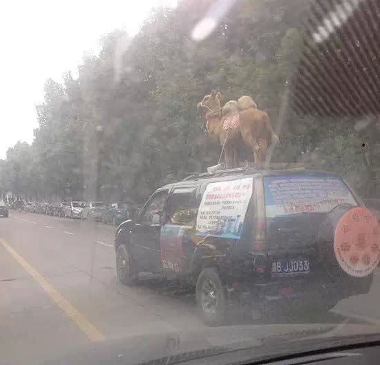 高大上的駱駝,走出沙漠,坐車滿世界看風景