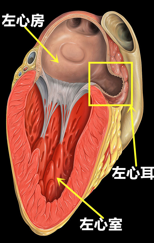 心耳位置