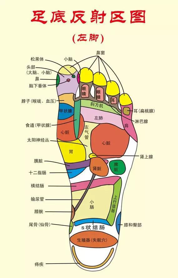 脚上肝区位置示意图图片