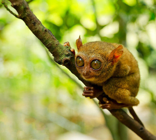 大圣你为什么没尾巴脸为什么那么长