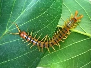 夏季這8種毒蟲活動猖獗易蜇傷寶寶