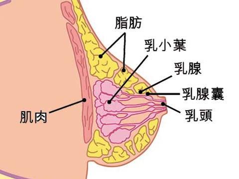 文章内容 6岁乳房硬痛是怎么回事 6岁的闺女乳房有硬块,是怎么