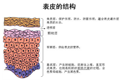 其中表皮層又分為五層:角質層,透明層,顆粒層,有棘層和基底層,每一層